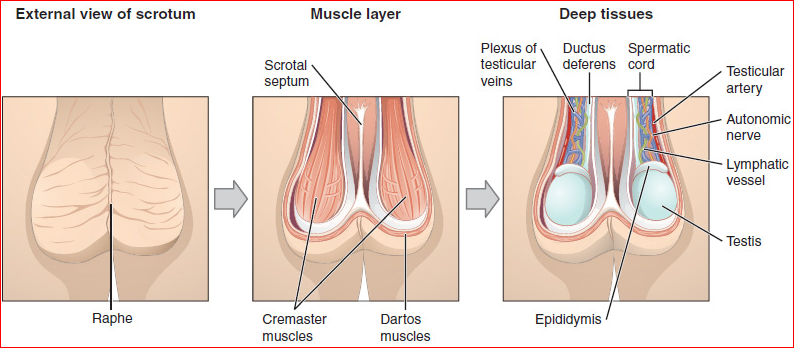 Musculature et fonctionnement interne du scrotum