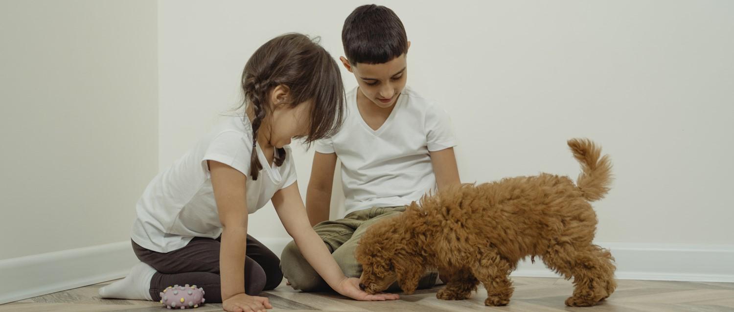 Comment les chiens peuvent-ils aider les familles d'enfants autistes ?