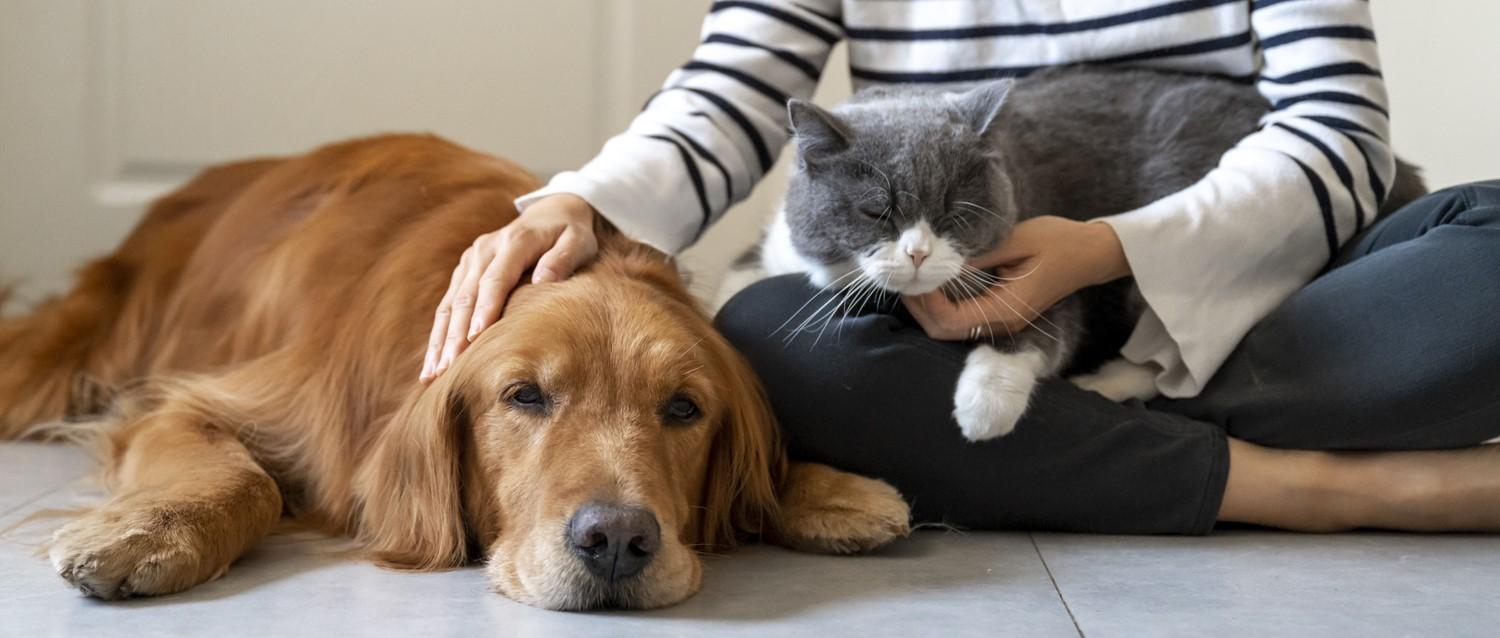 Comment faire face à la mort d'un animal de compagnie