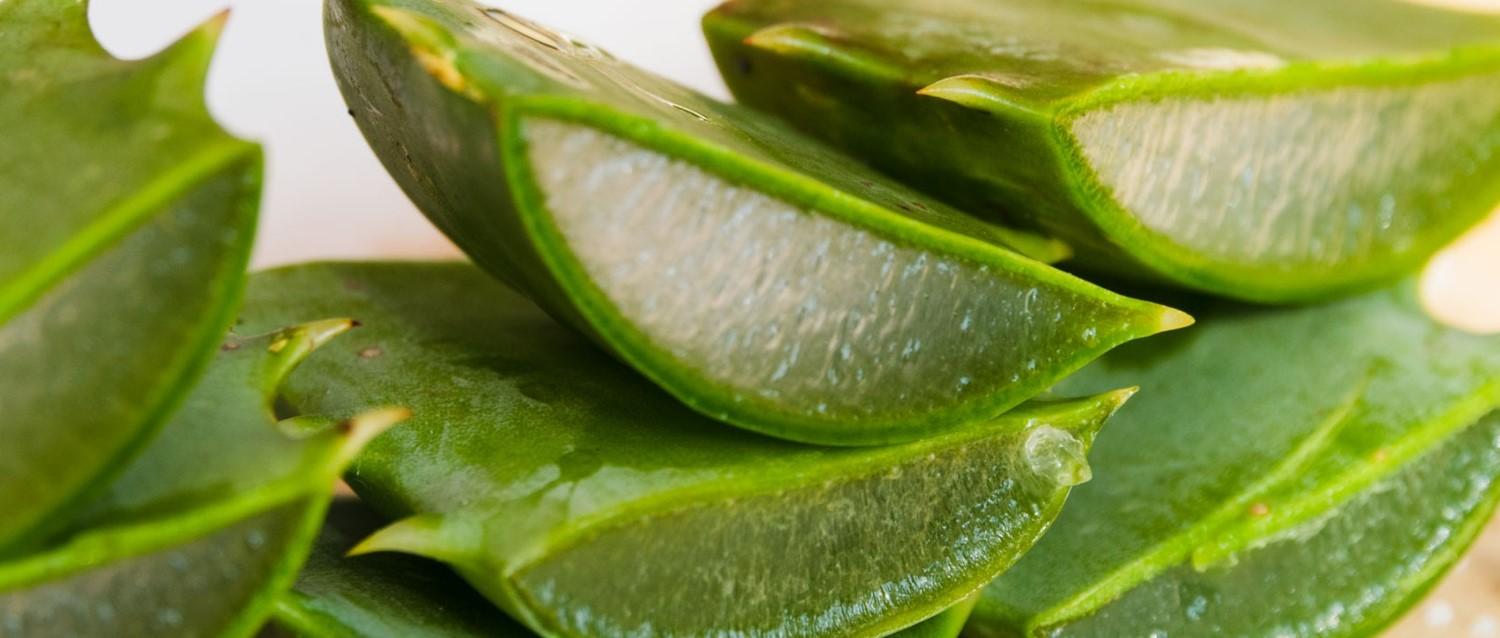 Le jus d'aloe vera contribue-t-il vraiment à la santé intestinale ?