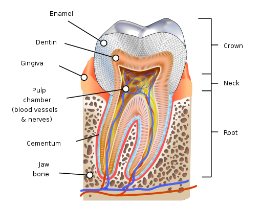 Diagramme de la dent humaine