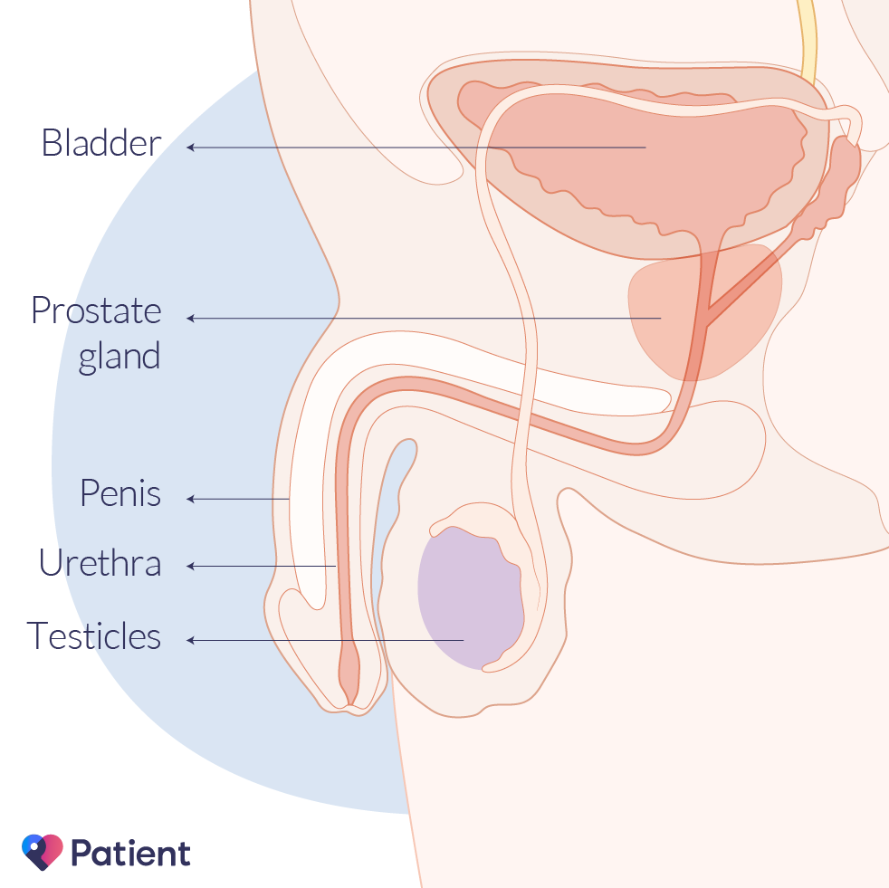 La prostate et les organes voisins