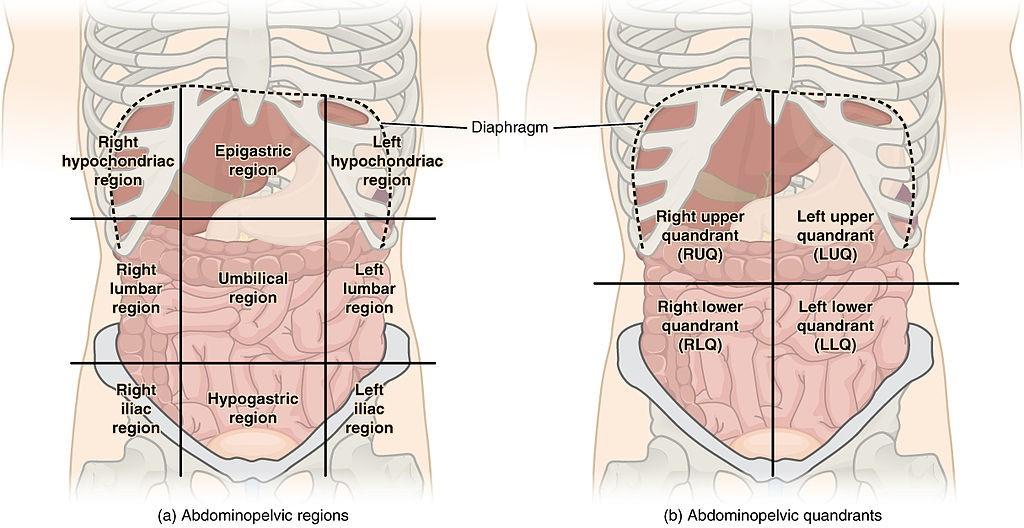 Régions du quadrant abdominal